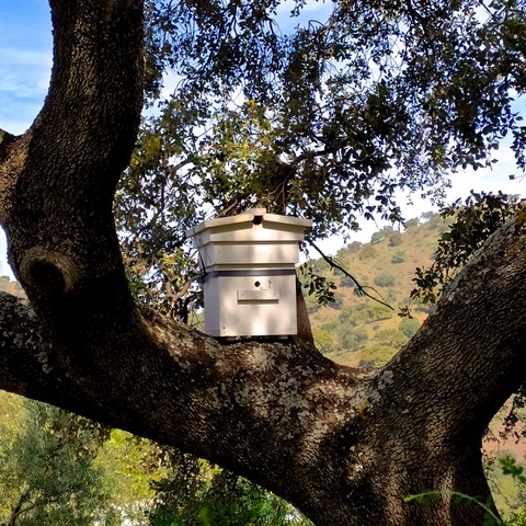 Beehive in tree. La Dehesa Biodinámica. Photo © Karethe Linaae